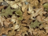 wtp-318-camo-spring-leaf
